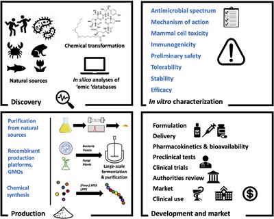 Antifungal Peptides as Therapeutic Agents